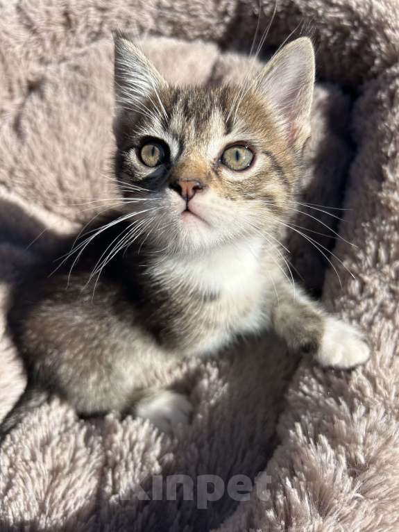 Кошки в Батайске: Котеночек в добрые ручки Мальчик, Бесплатно - фото 1