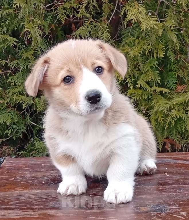 Собаки в Печоре: Щенки вельш корги пемброк Девочка, 50 000 руб. - фото 3