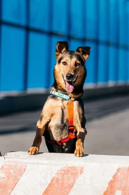 Собаки в Москве: Очаровательный сердцеед Шабак в поисках любящей семьи! Мальчик, Бесплатно - фото 5