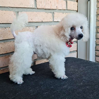 Пудель той девочка белая