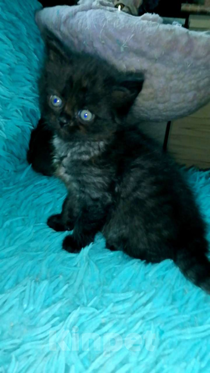 Кошки в Москве: Шотландские котята хайленд  Девочка, 8 000 руб. - фото 2