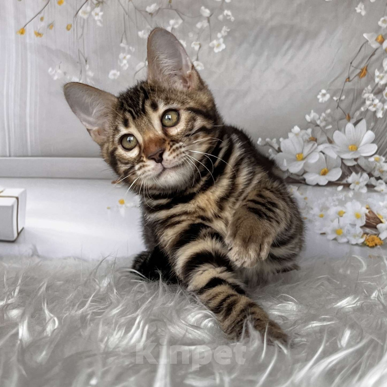 Кошки в Москве: Бенгальский котёнок  Девочка, Бесплатно - фото 2