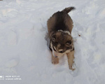 Собаки в Уфе: Продажа - бронирования,щенки Аляскинского маламутов  Девочка, 12 000 руб. - фото 7