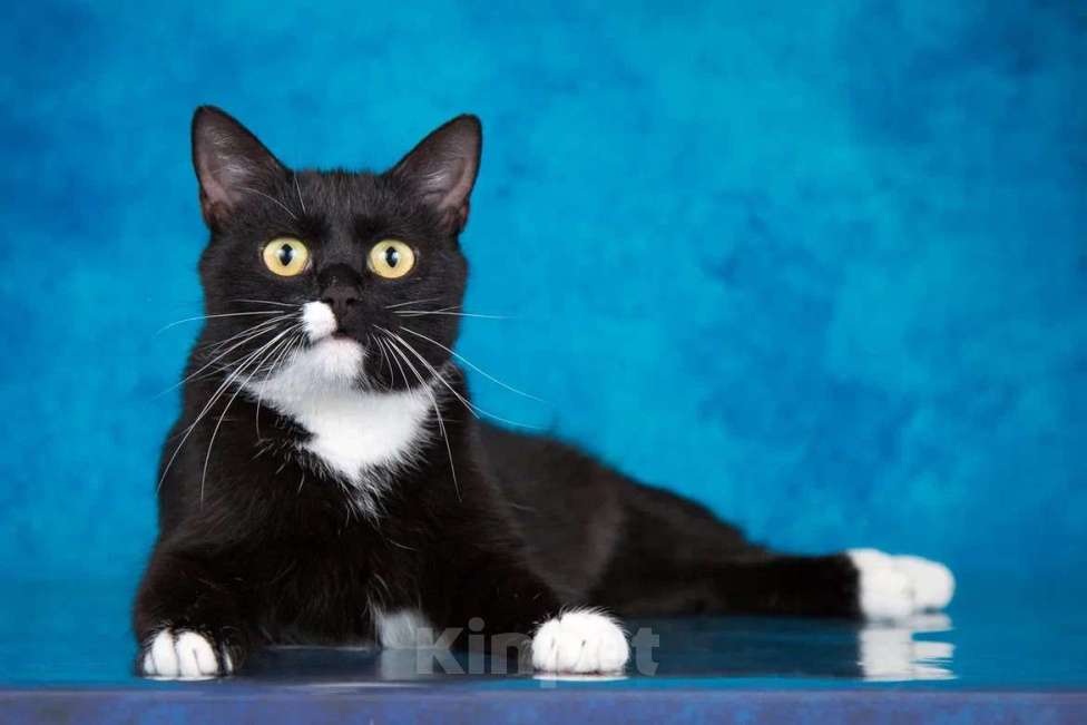 Кошки в Москве: Ищет дом молодая кошечка Мей Девочка, 1 руб. - фото 3