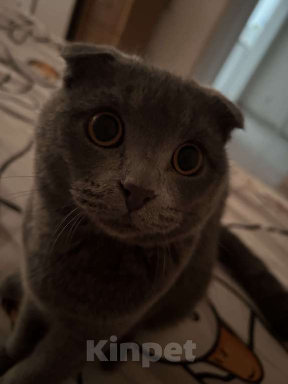 Кошки в Красноярске: Пропал кот  Мальчик, Бесплатно - фото 1