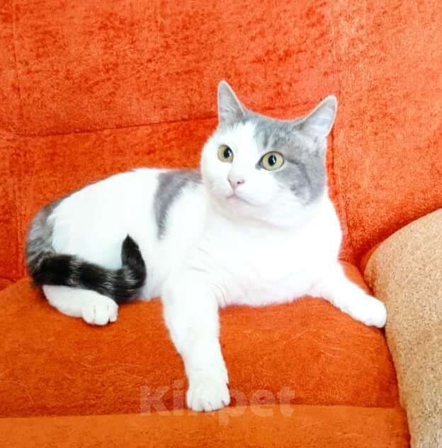 Кошки в Москве: Молодая шотландская кошечка Лиза ищет дом Девочка, Бесплатно - фото 3