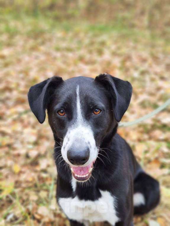 Собаки в Москве: Поляк  Мальчик, Бесплатно - фото 7