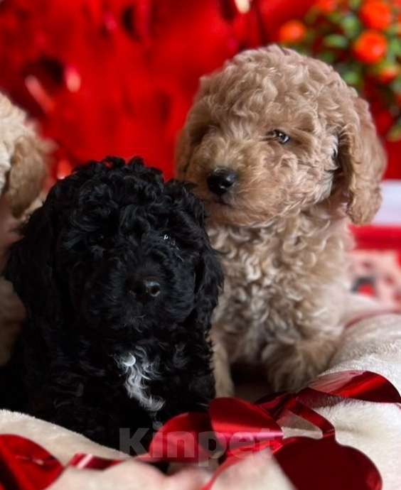 Собаки в Москве: Милые малыши той пудель. Мальчик, 70 000 руб. - фото 3