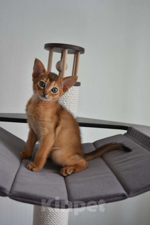 Кошки в Москве: Абиссинкие котята Девочка, 60 000 руб. - фото 3