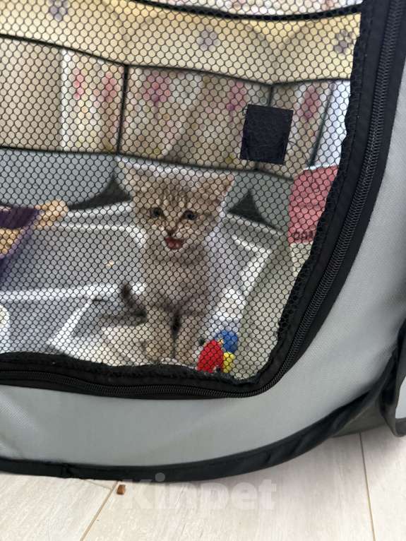 Кошки в Саранске: Отдаю котёнка за символическую сумму Девочка, 1 000 руб. - фото 2