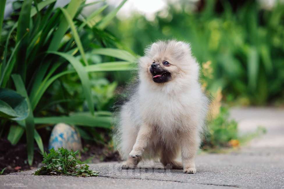Собаки в Москве: Щенки  шпица (малого) Мальчик, 70 000 руб. - фото 5