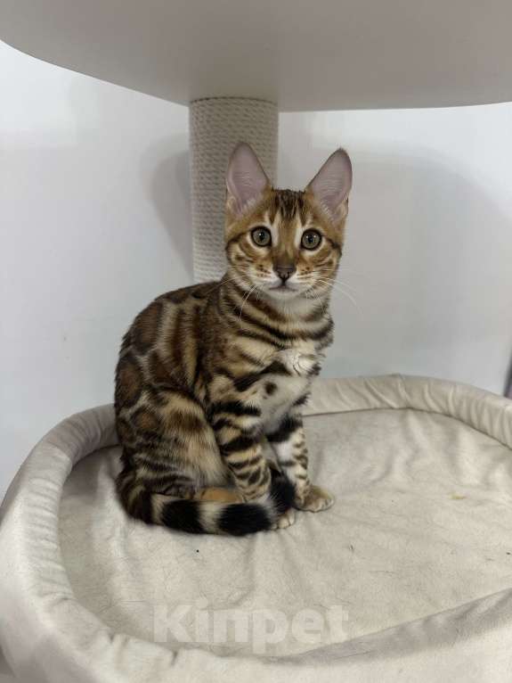 Кошки в других городах Московской области: Бенгальская Кошечка Браун, носитель снега Девочка, 97 000 руб. - фото 10