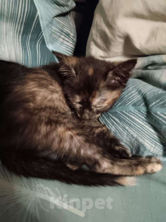 Кошки в других городах Свердловской области: Нежная малышка с очень внимательными глазками Девочка, Бесплатно - фото 3