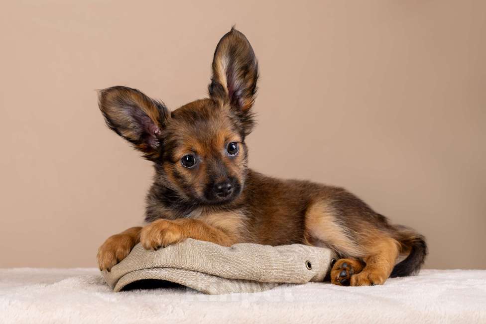 Собаки в Сосновом Бору: Щенок русского тоя длинношерстного Мальчик, Бесплатно - фото 1