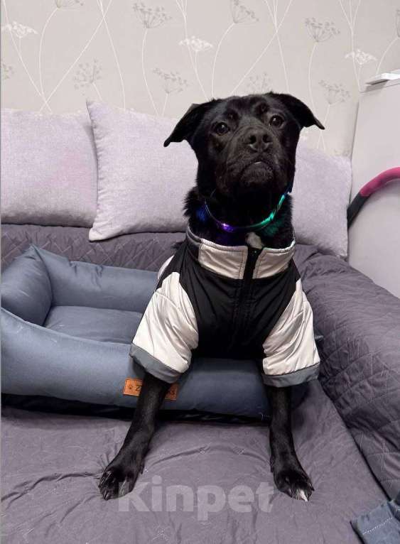 Собаки в Москве: Мальчик Рони ищет дом Мальчик, Бесплатно - фото 4