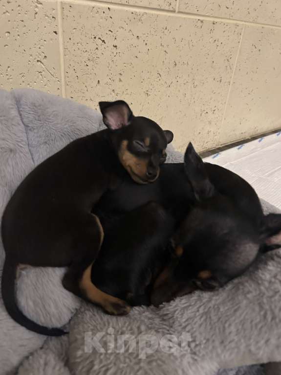 Собаки в Подольске: Пражский крысарик мальчик Мальчик, Бесплатно - фото 3