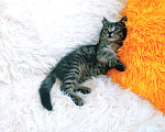 Кошки в Санкт-Петербурге: Ручной котенок 1,5мес Девочка, 200 руб. - фото 1