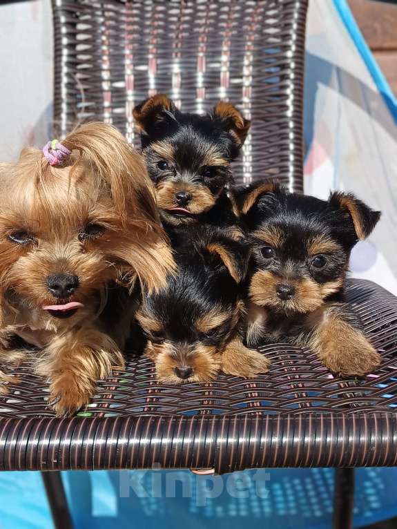 Собаки в других городах Московской области: Мини щенок породы йоркширский терьер Мальчик, 40 000 руб. - фото 4