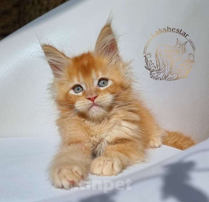 Кошки в Москве: Котенок мейн кун из питомника  Мальчик, 80 000 руб. - фото 2