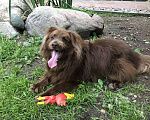 Собаки в Москве: Шоколадный бордер-колли Захар в дар  Мальчик, Бесплатно - фото 4