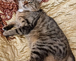 Кошки в Москве: Мальвина, 1,5 г., навсегда или до мая 2023г Девочка, Бесплатно - фото 5