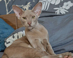 Кошки в Самаре: Ориентальные котята-подростки, 50 000 руб. - фото 3
