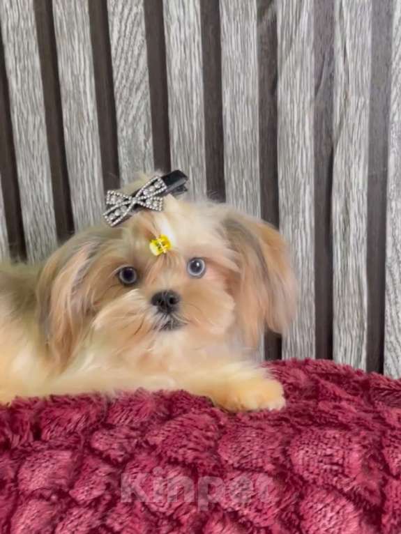 Собаки в Екатеринбурге: Прекрасный мальчик, голубые глазки Мальчик, 150 руб. - фото 2