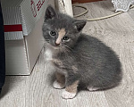 Кошки в Карабаново: Котенок ищет себе дом Девочка, Бесплатно - фото 1