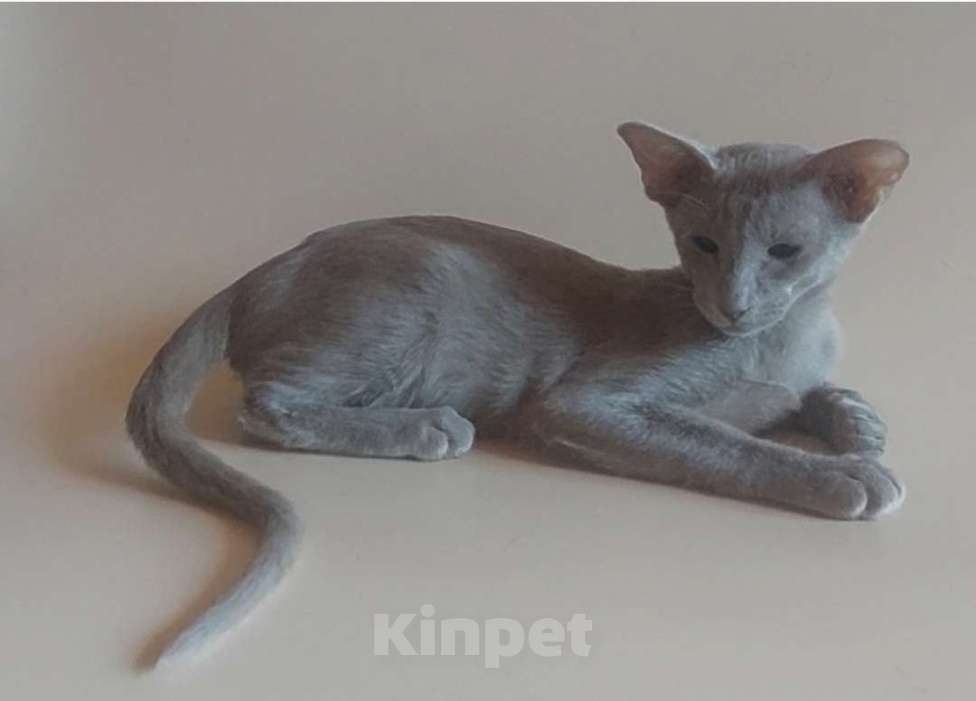 Кошки в Москве: Ориентальная красивая кошечка Девочка, 50 000 руб. - фото 2