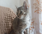 Кошки в Москве: Девочка котенок 8 недель в добрые руки Девочка, Бесплатно - фото 4