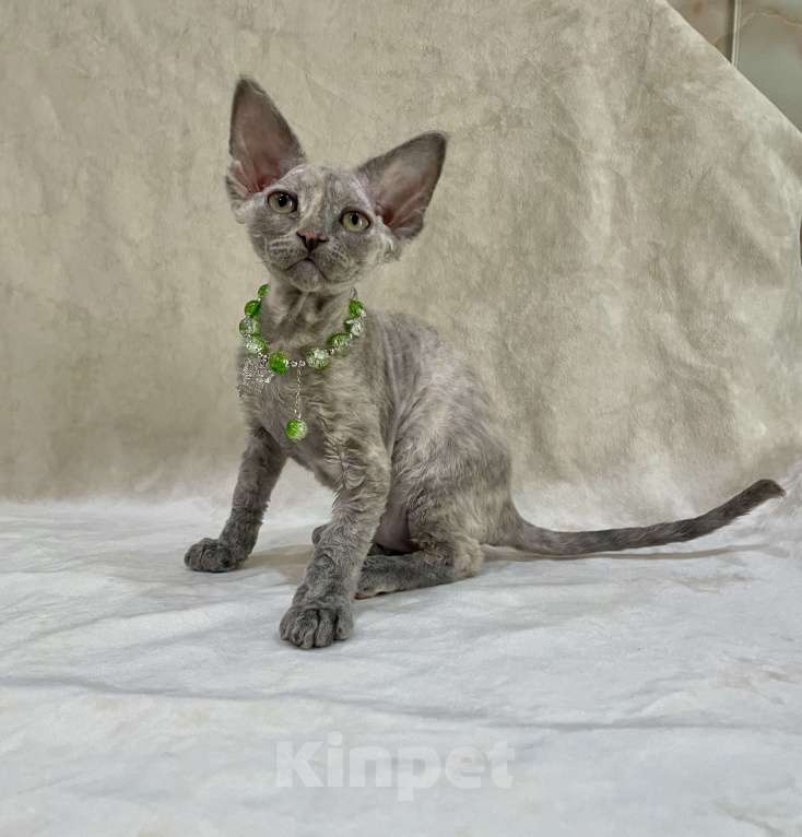 Кошки в Москве: Котенок Девон Рекс голубая крем черепаха Девочка, 120 000 руб. - фото 1