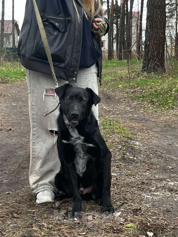 Собаки в Брянске: Лорд Мальчик, Бесплатно - фото 1