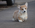 Собаки в Москве: Вельш Корги Пемброк Мальчик, 40 000 руб. - фото 1