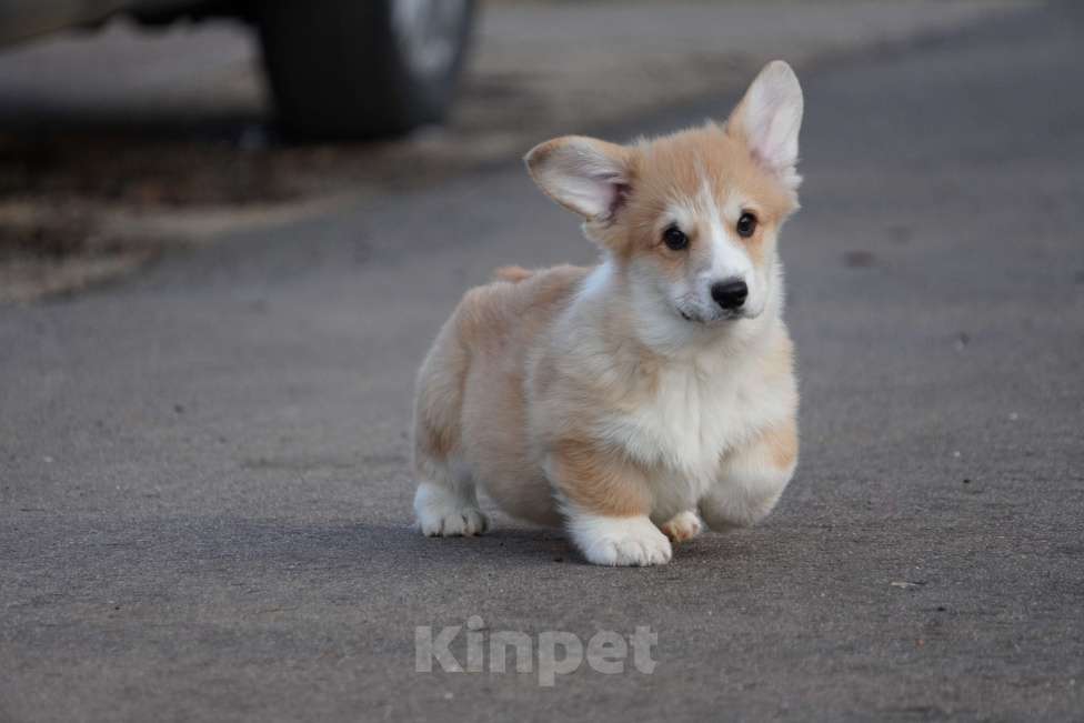 Собаки в Москве: Вельш Корги Пемброк Мальчик, 40 000 руб. - фото 1
