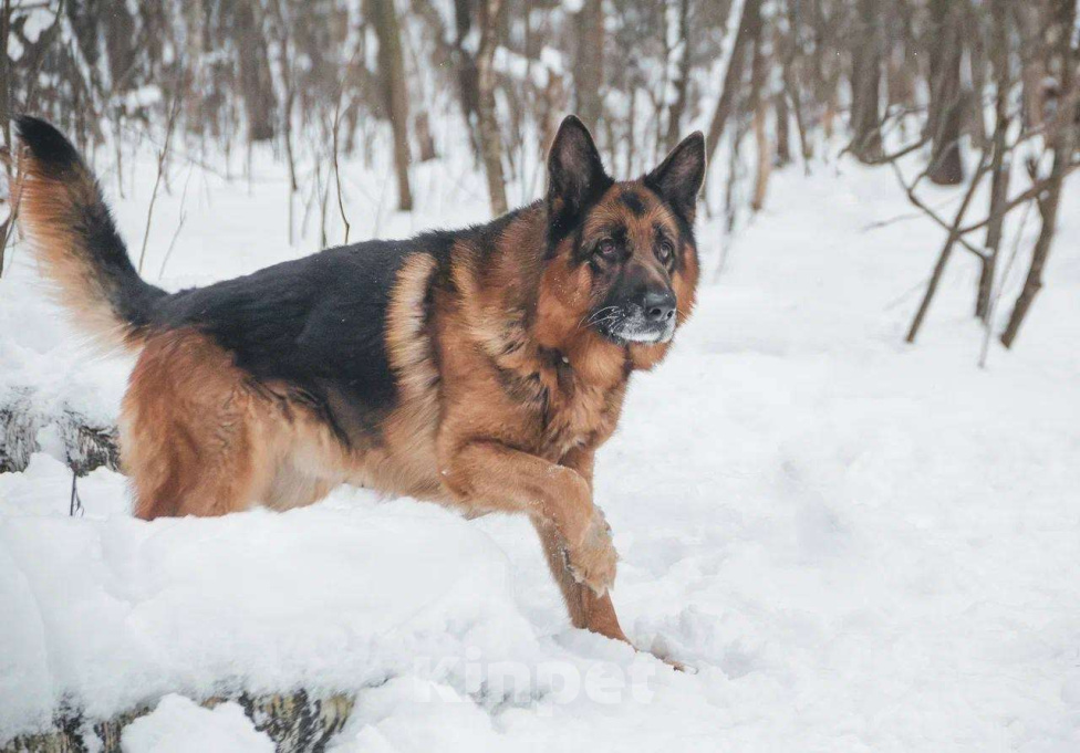 Собаки в Москве: Немецкая овчарка ищет дом Мальчик, Бесплатно - фото 5
