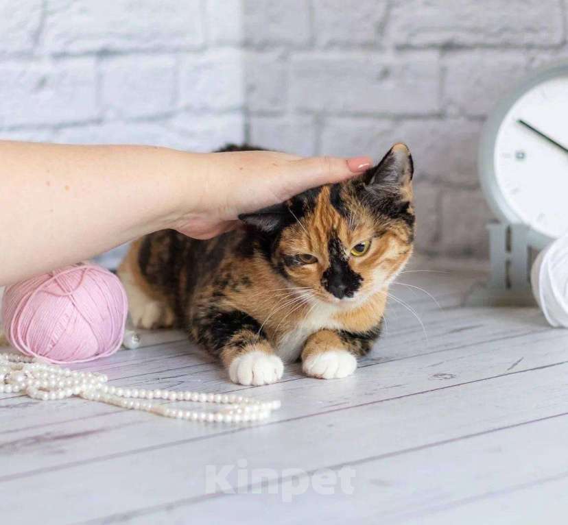 Кошки в Москве: Шери ищет дом  Девочка, Бесплатно - фото 5