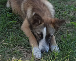Собаки в Пензе: Щенки метисы даром Мальчик, Бесплатно - фото 3