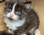 Кошки в Истре: Котята  Девочка, Бесплатно - фото 4