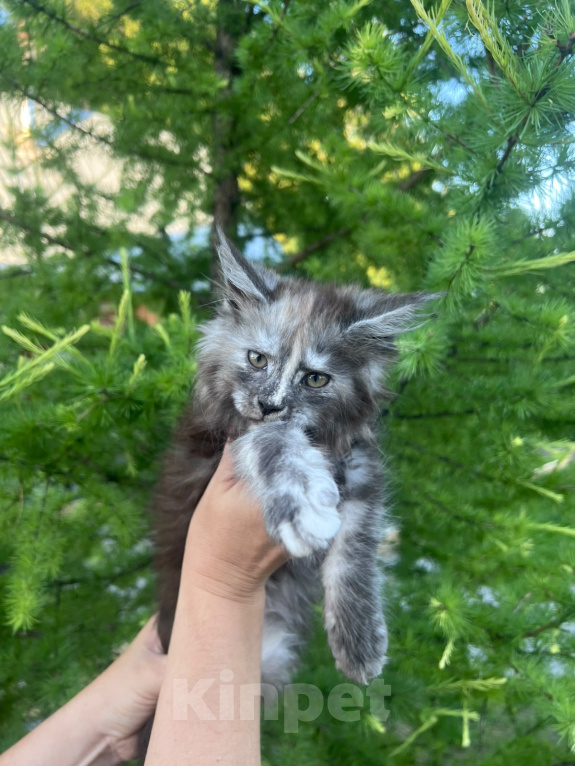 Кошки в Новосибирске: Котята мейн кун Девочка, 50 000 руб. - фото 7