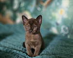 Кошки в Тюмени: Европейские бурманские котята Девочка, 25 000 руб. - фото 2