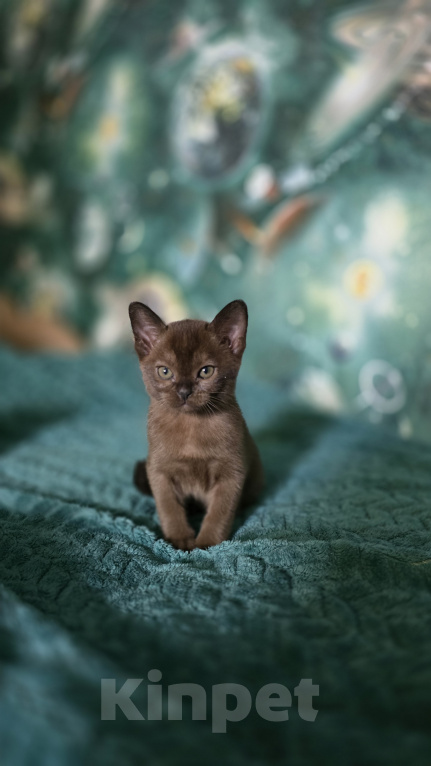 Кошки в Тюмени: Европейские бурманские котята Девочка, 25 000 руб. - фото 2