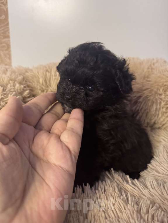 Собаки в Воронеже: Девочки мальтипу Девочка, 90 000 руб. - фото 2