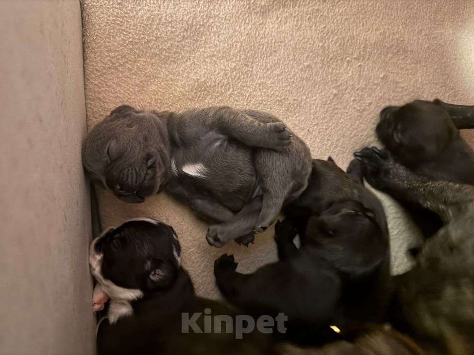 Собаки в Ростове-на-Дону: Малыши французского бульдога Девочка, Бесплатно - фото 2