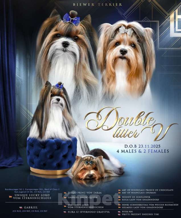 Собаки в Вологде: Щенок бивер терьера Мальчик, 85 000 руб. - фото 6