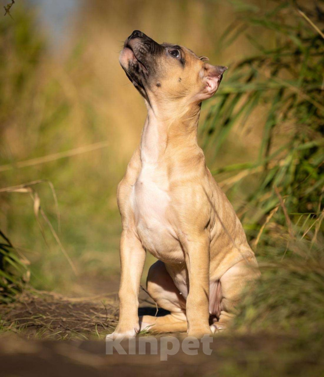 Собаки в Санкт-Петербурге: Щенки - Прайтер Девочка, 50 000 руб. - фото 2