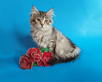Кошки в Саратове: Сибирский котенок Девочка, Бесплатно - фото 3