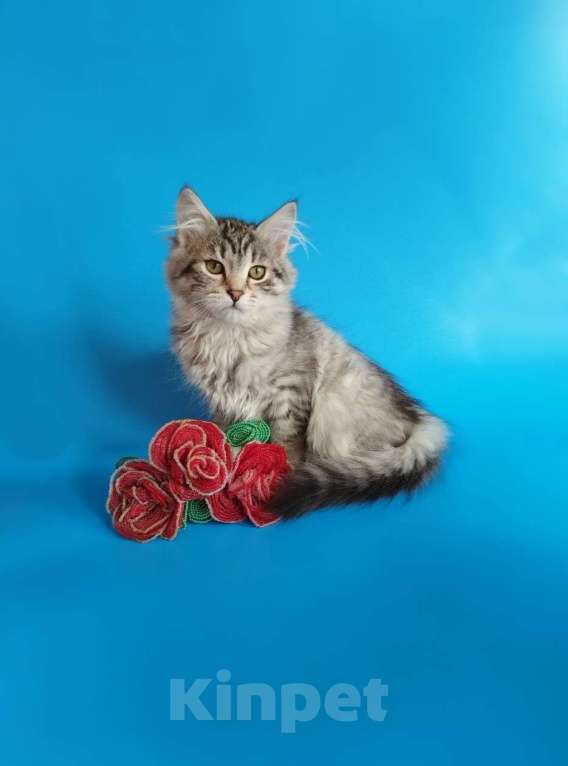 Кошки в Саратове: Сибирский котенок Девочка, Бесплатно - фото 3