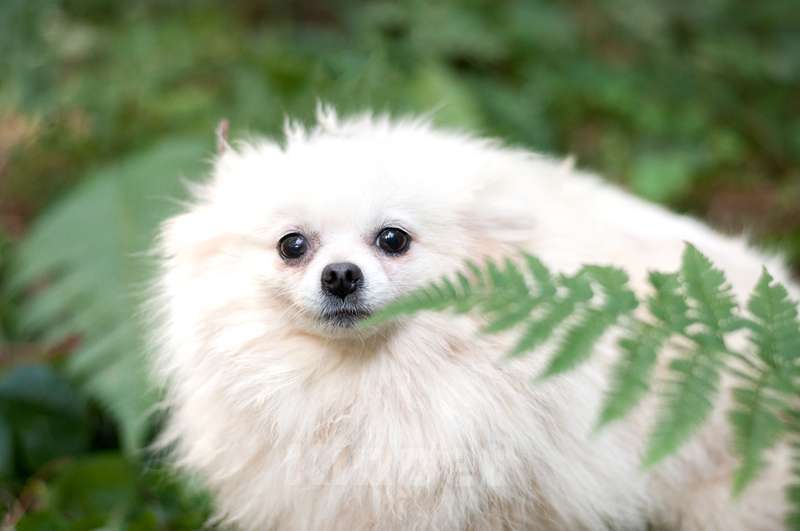 Собаки в Москве: Шпиц Шоко в добрые руки Девочка, Бесплатно - фото 2