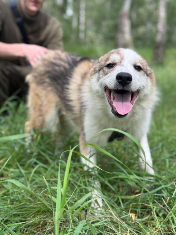 Собаки в Москве: Рокси из приюта ищет дом Девочка, Бесплатно - фото 1