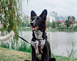 Собаки в Москве: ПО спасён в Грузии и ищет дом Мальчик, Бесплатно - фото 1